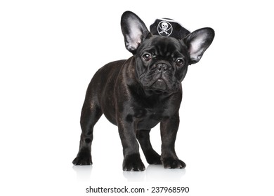 Black French bulldog in carnival pirate hat, on a white background