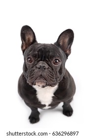 Black French Bulldog On White Background