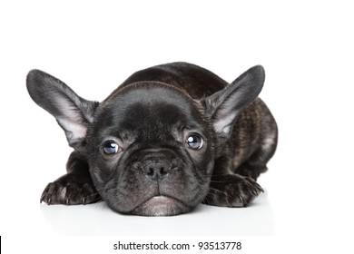 Black French Bulldog Puppy Lies On A White Background