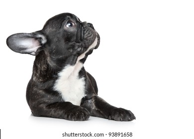 Black French bulldog puppy lying and looking up on a white background