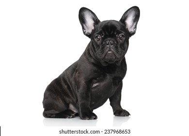 Black French bulldog puppy. Portrait on a white background