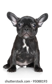 46,289 Black french bulldog Images, Stock Photos & Vectors | Shutterstock