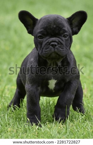 Similar – Portrait of a very young French Bulldog