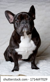 Black French Bulldog In Studio