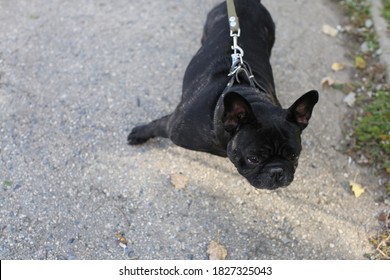 Black French Bulldog Walking  In The Park, The Horizon Line Is Not Straight