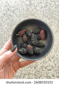 Black fresh picked mulberries in bowl 