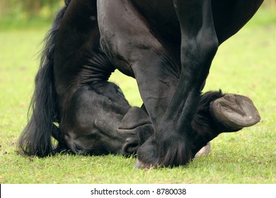 A black friesian horse in a deep bow