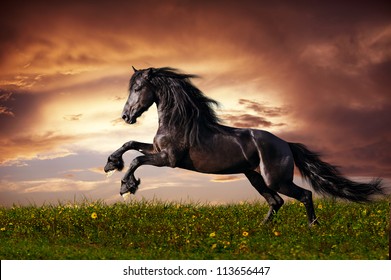 Black Friesian Horse Gallop