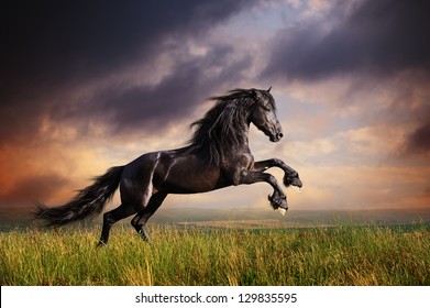 Black Friesian Horse Gallop