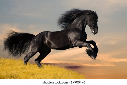 Black Friesian Horse Gallop