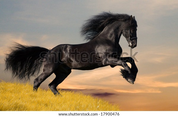 ブラックフリジアン馬の駆け足 の写真素材 今すぐ編集