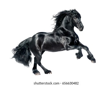 black friesian horse isolated on white background