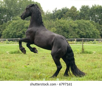 A black friesian horse on it's hind legs.