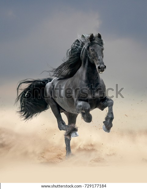 砂漠を走る黒いフリジアンの馬 の写真素材 今すぐ編集