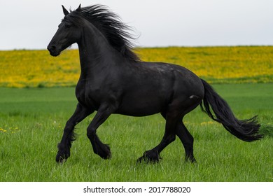 Black Friesian Horse Runs Gallop Stock Photo 2017788020 | Shutterstock