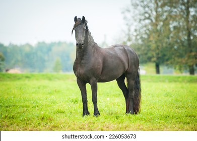Black friesian horse standing on the pasture