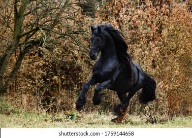 Black Frieze Breed Horse Frolic In The Wild