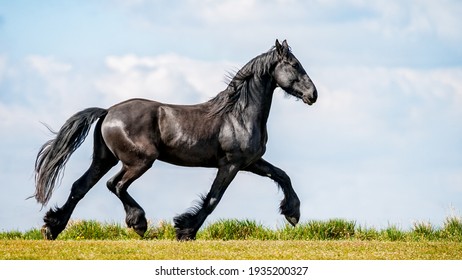 Black Frisian Horse in freedom
