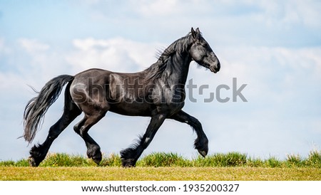 Black Frisian Horse in freedom