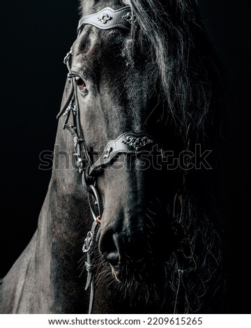Black frisian horse portrait on a black background 