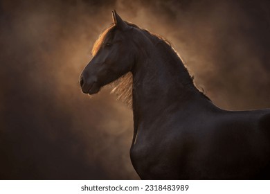 Black frisian stallion close up portrait on dark background in clouds of smoke