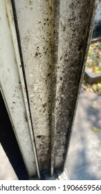 Black Fungus Grows On The Aluminum Window Sill.