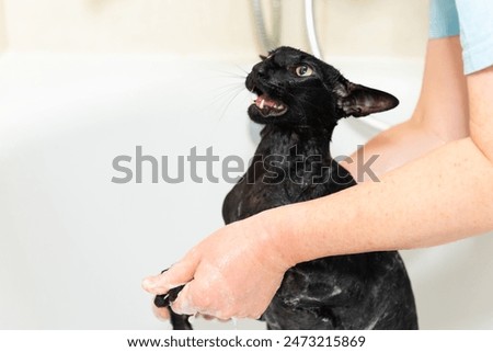 Similar – Black funny cat wet in bath