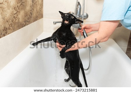 Similar – Black funny cat wet in bath