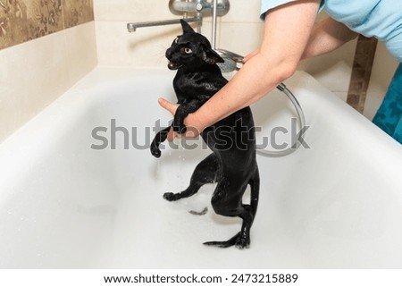 Similar – Black funny cat wet in bath