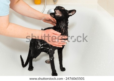 Similar – Black funny cat wet in bath