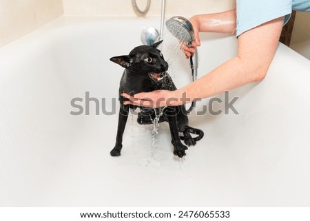 Similar – Black funny cat wet in bath