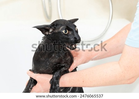 Similar – Black funny cat wet in bath