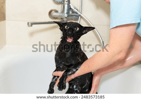 Black funny cat wet in bath