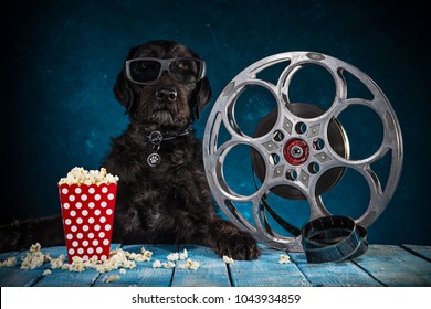 Black funny dog with retro film production accessories, close-up.