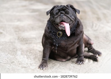 Black Funny Pug Dog Wearing Black Diamond Vintage Collar.