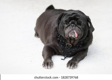 Black Funny Pug Dog Wearing Black Diamond Vintage Collar.