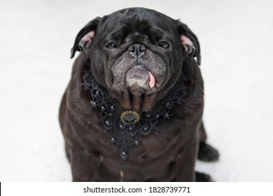 Black Funny Pug Dog Wearing Black Diamond Vintage Collar.