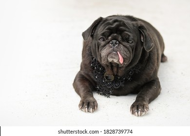 Black Funny Pug Dog Wearing Black Diamond Vintage Collar.