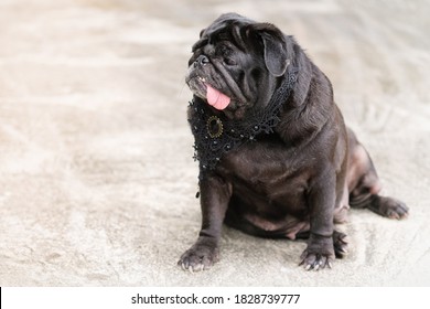 Black Funny Pug Dog Wearing Black Diamond Vintage Collar.