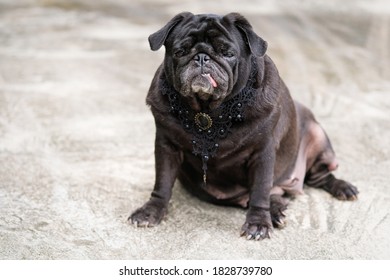 Black Funny Pug Dog Wearing Black Diamond Vintage Collar.