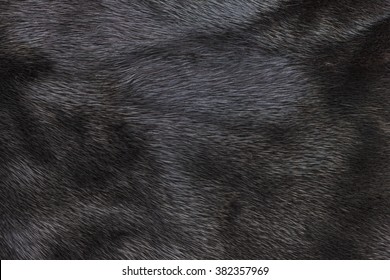 black fur