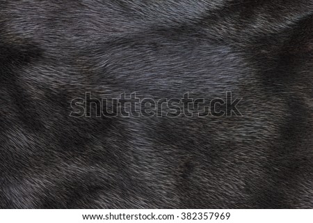 black fur