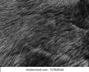 Black fur. Mink fur. Luxury background.