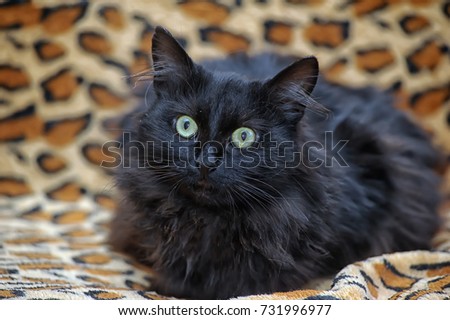black furry cat green-eyed
