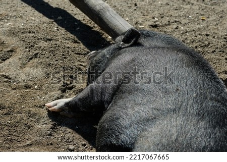 black furry pig is lying in the dirt