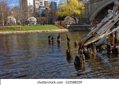 Black Gannets in Charles River and Lechmere Viaduct in Boston, Massachusetts, USA.