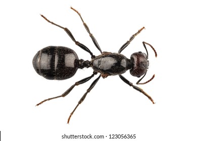 Black garden ant species Lasius niger in high definition with extreme focus and DOF (depth of field) isolated on white background