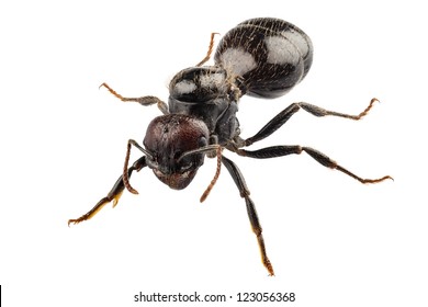 Black garden ant species Lasius niger in high definition with extreme focus and DOF (depth of field) isolated on white background