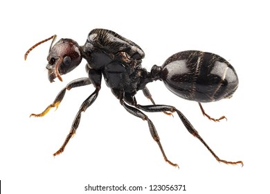 Black garden ant species Lasius niger in high definition with extreme focus isolated on white background