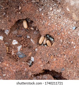 Black Garden Ants, Lasius Niger Living Under Aptio, Here With Cocoons And Larvae Of New Queens, Prior To Flying Ant Day. Photo UK May.